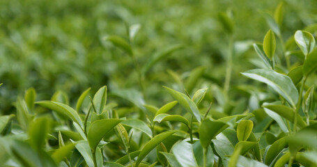Green tea tree fresh leaves in eco herbal farm. Tree tea plantations in morning sun light. Freshness herbal natural garden farmland. Drinking organic relax heath plant. Green tea tree in farm