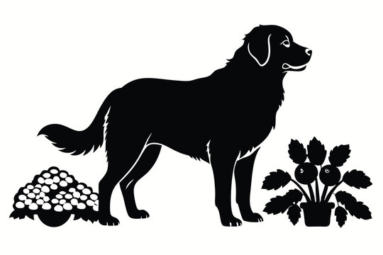 recommend clip art: Saint Bernard Dog Growing Vegetables F.eps