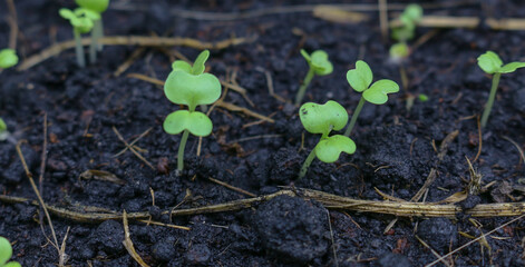 Close-up of vegetable seedlings growing in the cotyledon stage. Natural, agricultural, organic concept. With oblique sunlight giving more interest.
