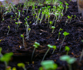 Close-up of vegetable seedlings growing in the cotyledon stage. Natural, agricultural, organic concept. With oblique sunlight giving more interest.