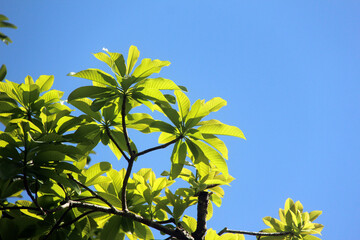 tree branches and leaf with blue sky background