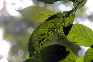 green leaves on a tree