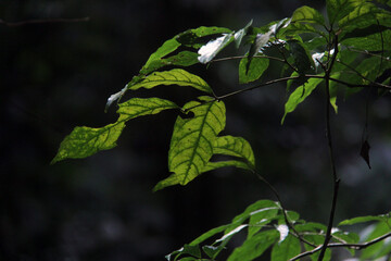 leaves on the tree