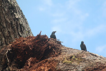 birds on a tree