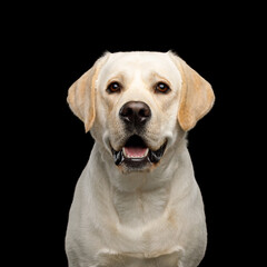Close-up Portrait of happy Labrador retriever dog on isolated black background, front view