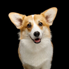 Portrait of Funny dog corgi pembroke in studio in front of black background