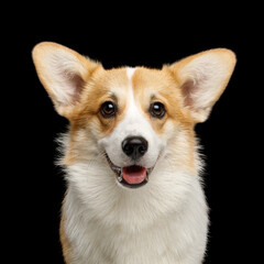 Portrait of Funny dog corgi pembroke in studio in front of black background