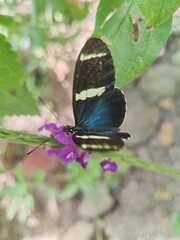 Mariposa inspiración de la noche 