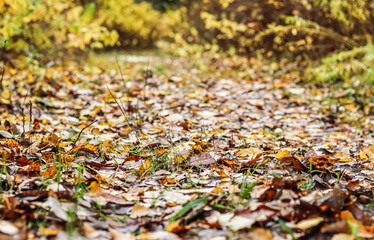Autumn background of fallen yellow leaves in sunlight
