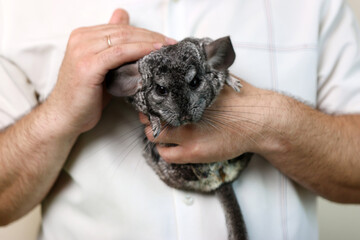 People care for and play with chinchillas.