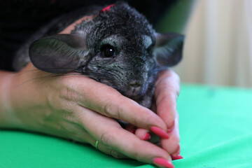 People care for and play with chinchillas.