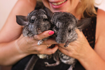 People care for and play with chinchillas.