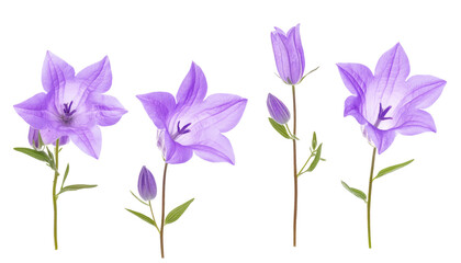 A row of four purple bellflowers, two in full bloom, two in bud, isolated on transparent...