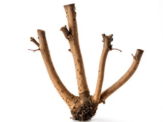 Fototapeta premium Closeup of Dry Nirgundi (Vitex negundo) roots, isolated on white background. 