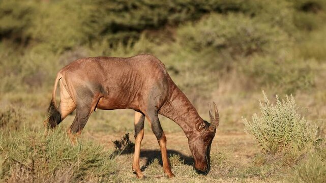 A rare tsessebe antelope (Damaliscus lunatus) feeding in natural habitat, Mokala National Park, South Africa