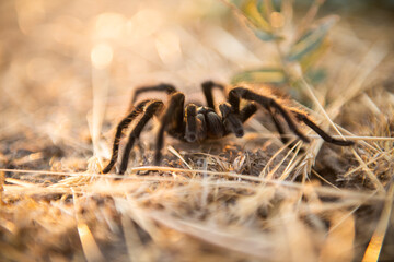 tarantula walking in grass close-up