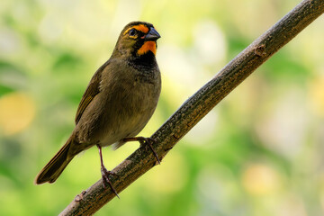 Yellow-faced grassquit (Tiaris olivaceus), male. Cuba, Santiago de Cuba area. Selective focus on bird's eye