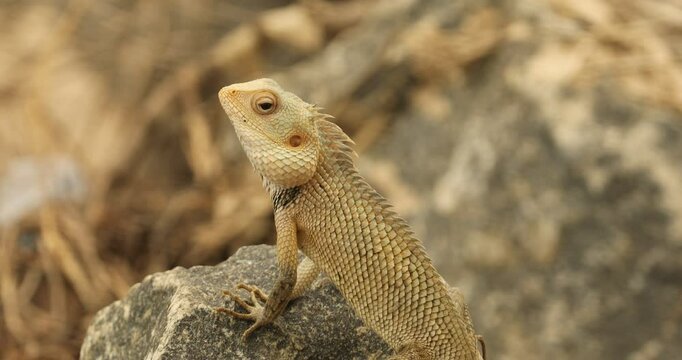 Garden Lizard on stone