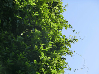 green leaves against the blue sky