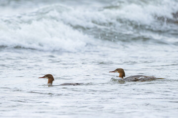 Two common merganser swimming on the sea