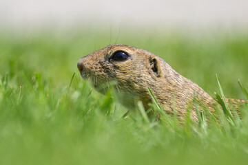 A European ground squirrel in a meadow in spring