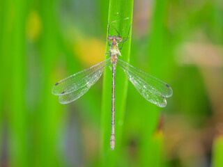 An Emerald damselfly resting on a grass