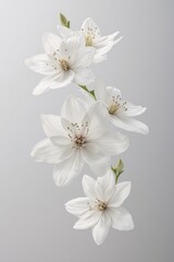 flower, nature, spring, blossom, beauty, 