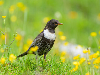 A Ring Ouzel standing in a meadow