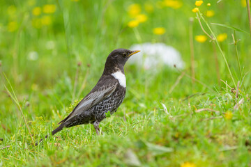 A Ring Ouzel standing in a meadow