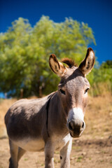 portrait of a cute donkey