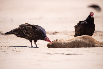 vultures eat a seal carcass on the beach