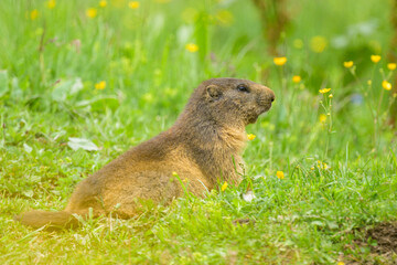 An alpine marmot sitting in a meadow on a sunny day in summer