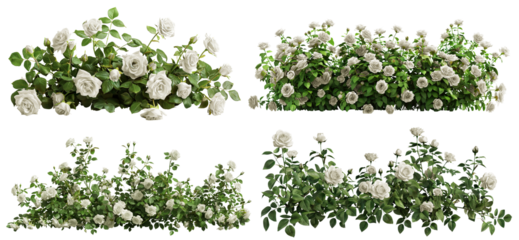 Set of beautiful white roses with lush green leaves, cut out