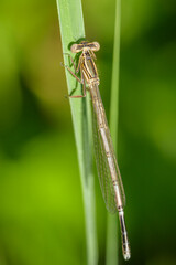 A Blue Featherleg damselfly resting on a leaf