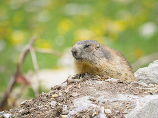An alpine marmot sitting on a rock on a sunny day in summer