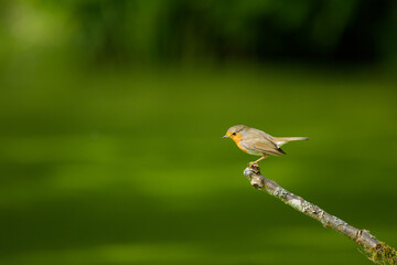 A cute little European robin sitting on a twig
