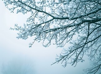 Winter Snow Covered Tree Branches