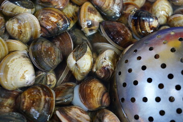 Clams.