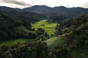 Obraz premium Rice field aerial view In the evening