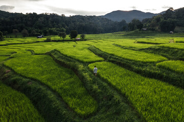 Rice field aerial view In the evening