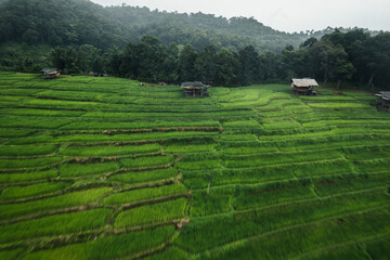 Aerial view of the rice fields In the rainy season