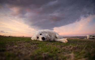 great pyrenees dog laying in grass at sunset
