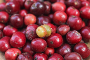 organic red coffee beans. harvest of coffee plantation.