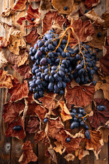 Blue grapes with dried-up vine leaves.