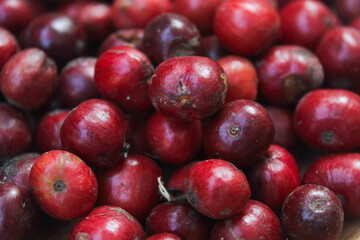 organic red coffee beans. harvest of coffee plantation.