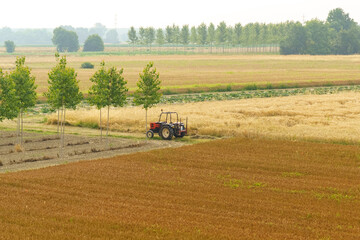 Fototapeta premium Harvesting at dawn: a farmer tending to crops with a tractor under a tranquil sky in a lush countryside setting