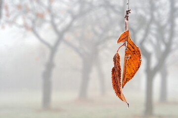 Autumn fog. The morning is foggy.. Trees in the fog. Autumn color leaves.