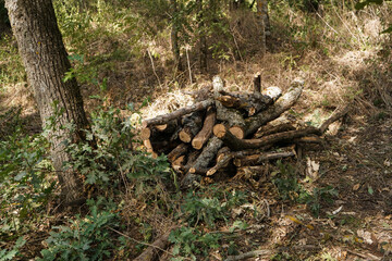Tree logs lie in the forest, tree cuts