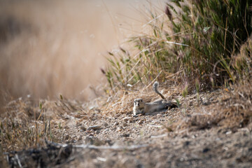san joaquin antelope squirrel in its natural grassland habitat