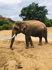 There is an elephant at the outdoor garden.